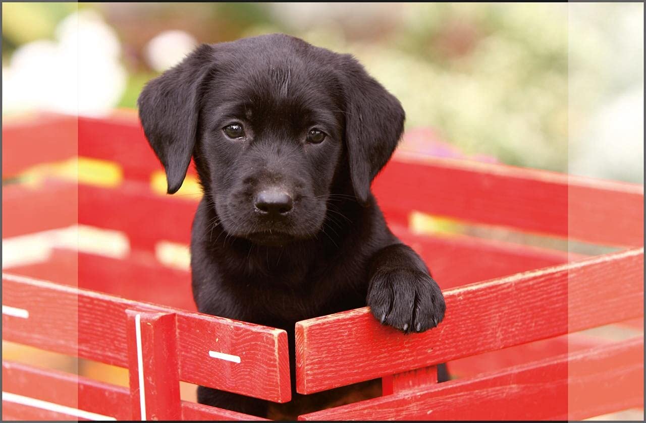 Kangaro Labrador Desk Mat Non-Slip 38 x 58 cm with Two Pockets for Children, Teenagers and Study Rooms Black