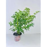 Botanica la Marina RUDA RUE Full Plant with rooth, green | Full Plant with Root, Potted in 4" Plastic Pot, With Soil