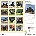 2019 Wall Calendar with Black Labrador Retriever Photos 12-Month - 12x12
