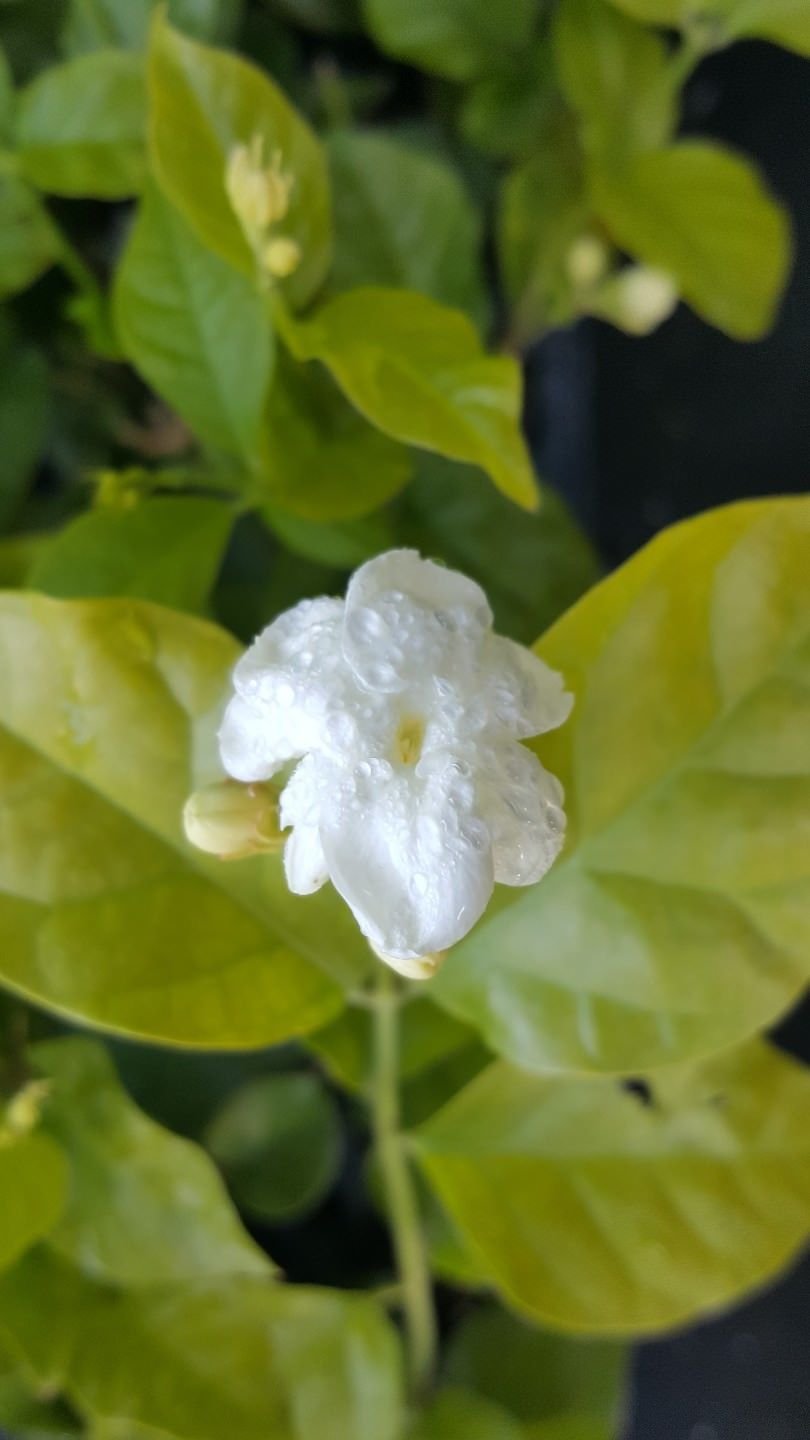 Jasmine 1 10 To 1 Feet Arabian Jasmine Sambac Maid Of Orleans Garden Outdoors Flowers