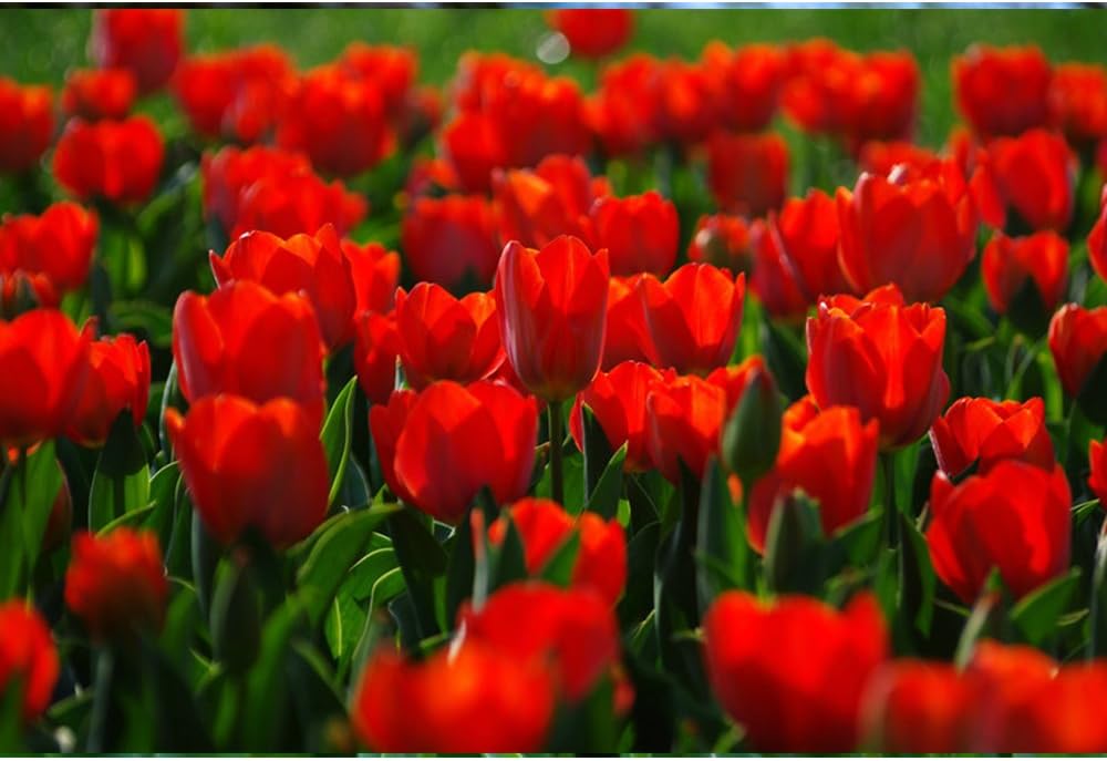 Solution Seeds Farm New Heirloom 3 Seeds Rare Red Tulip