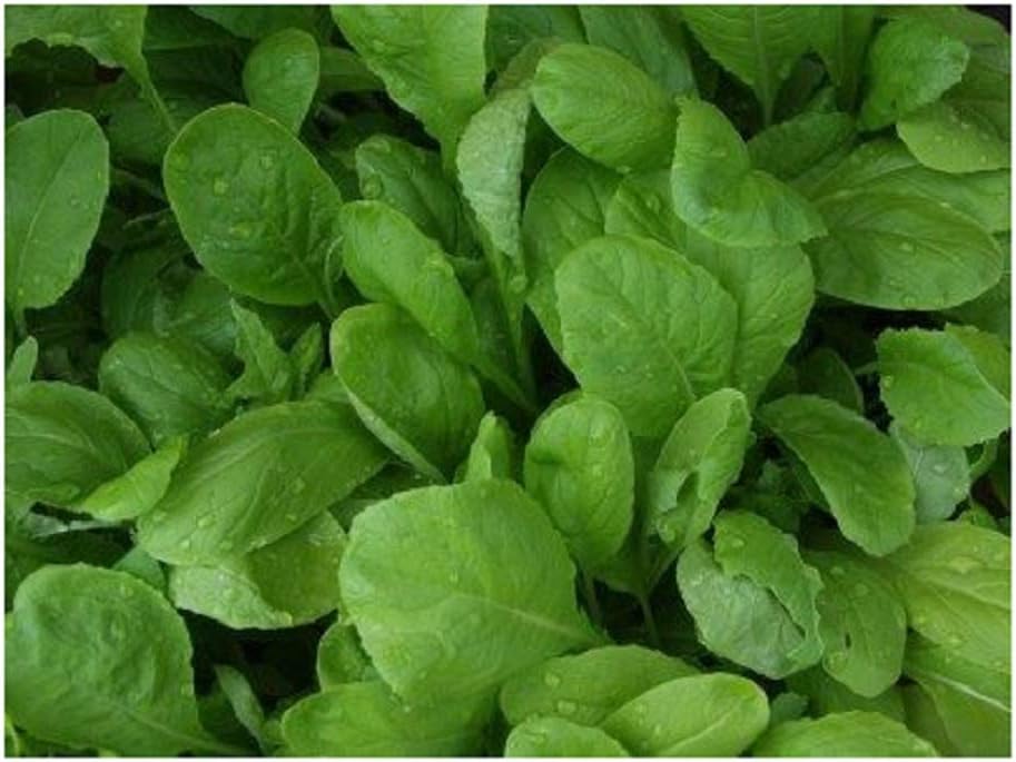 David's Garden Seeds Mustard Greens Amara 3147 (Green) 200 Non-GMO, Open Pollinated Seeds
