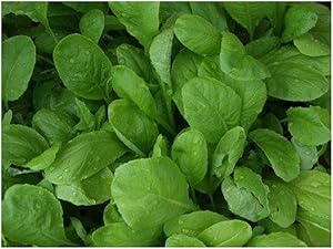 David's Garden Seeds Mustard Greens Amara 3147 (Green) 200 Non-GMO, Open Pollinated Seeds