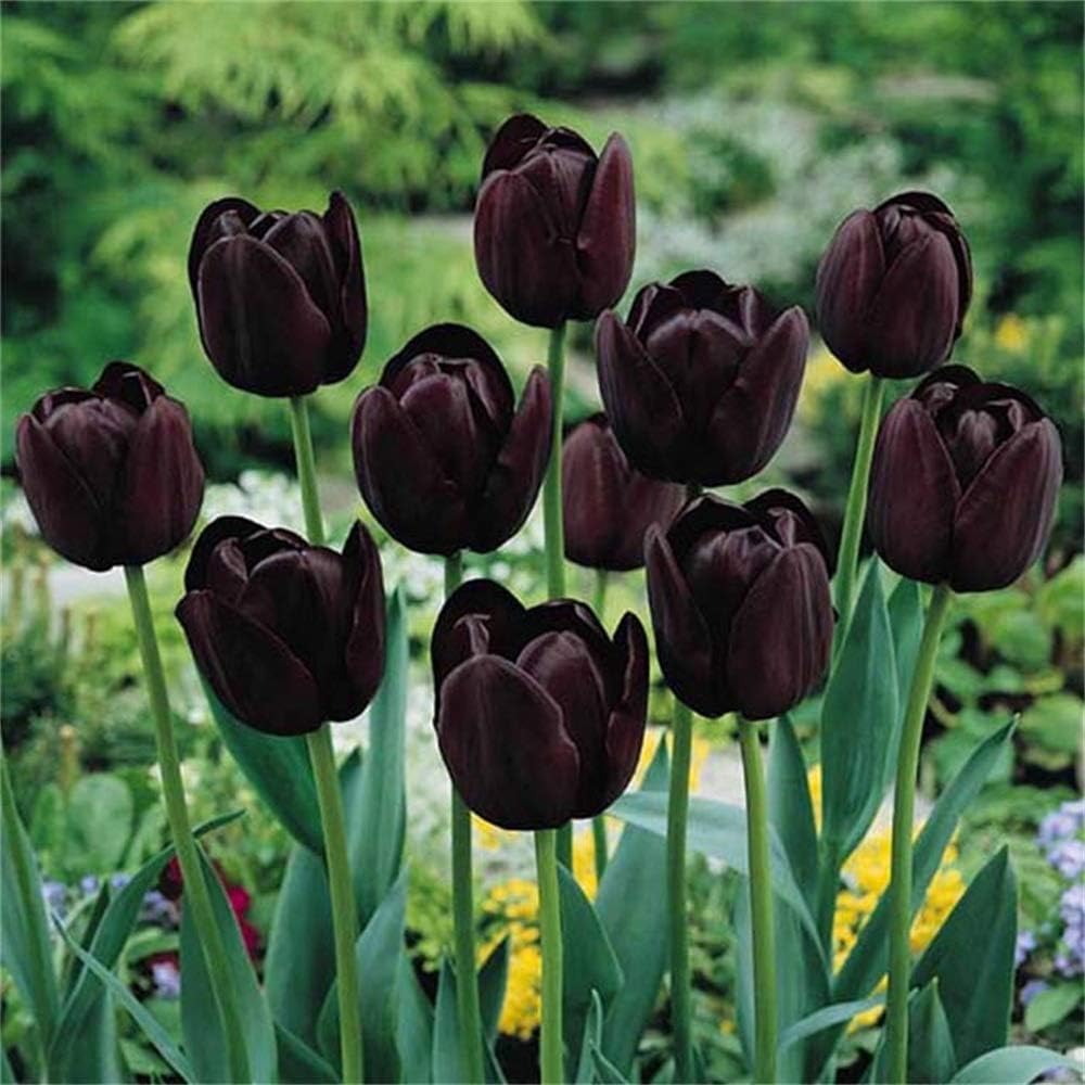 Amazon 黒いチューリップの球根 日本の現在の天候で植えるのに適した春の花 非種子 10球根 花
