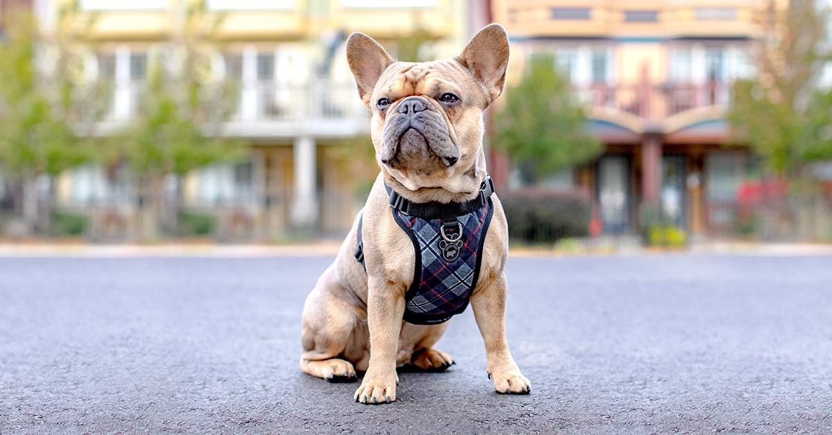 perfect fit harness canada