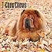 Chow Chows 2018 12 x 12 Inch Monthly Square Wall Calendar, Animals Dog Breeds