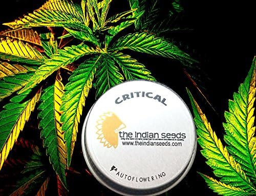 Critical Auto Seeds Pack 3