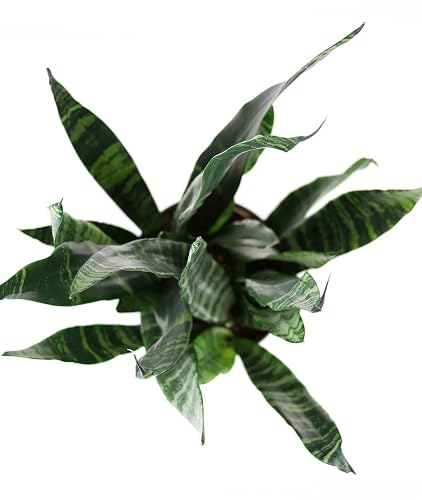 variegated golden pothos Golden Pothos Epipremnum aureum