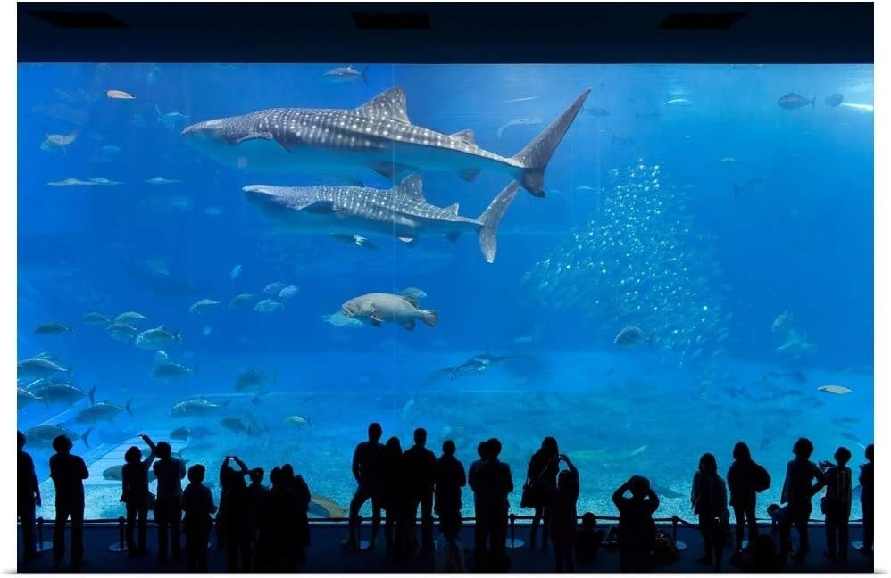 GREATBIGCANVAS Whale Sharks Swimming in a Large Aquarium Tank, Japan Poster Print, 30"x20"
