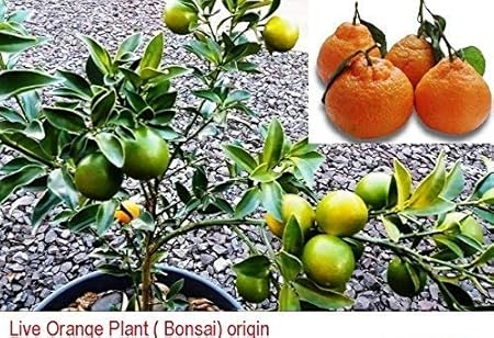 Live Dwarf Orange Plant Tangerine