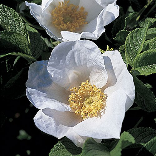 10 White Hedging Rose Rosa Rugosa 'Alba' Field Grown Bare Root 40-60 cm Tall Now Hedging Plants - Wildlife Friendly with Flowers All Summer!