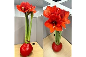 Wax Amaryllis Bulb - Waxed Amaryllis Bulb - Plants for Sunny Locations Perennial Flowers Small Gifts Suitable as Individually