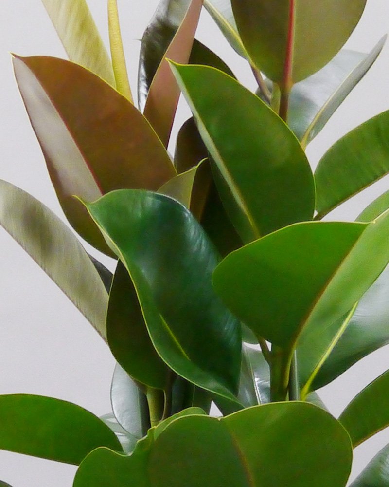 新作モデル 胡蝶蘭ビズ 観葉植物 ゴムの木 8号 G Go 08 B00p0vu5l8 Priyankashoemart Com