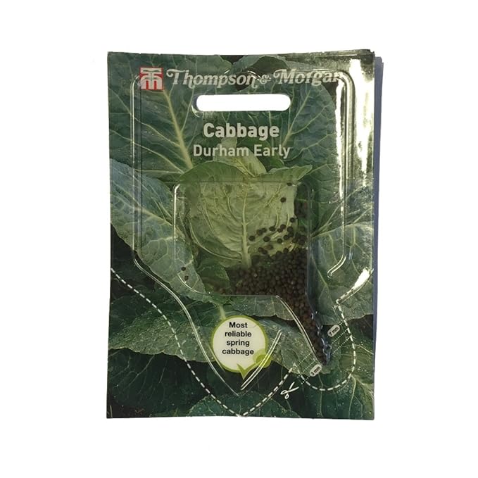 Spring Cabbage Seeds Compact Reliable Ready to Harvest Well Flavoured