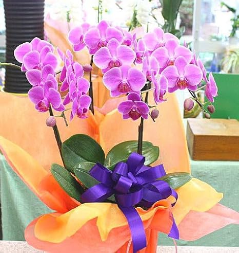 Amazon コチョウラン鉢植え ピンク お祝い 誕生日 退職など 長持ちする胡蝶蘭の花 観葉植物 オンライン通販