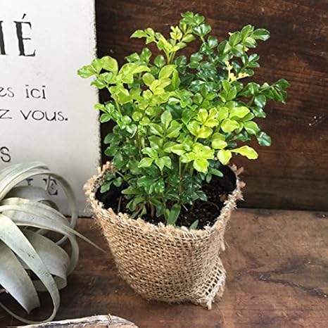 Amazon シマトネリコ 観葉植物 観葉植物 オンライン通販