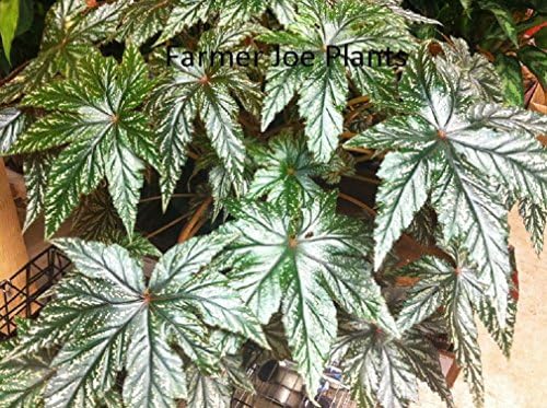 1 PLANT - REX BEGONIA - GRYPHON - LIVE PLANT