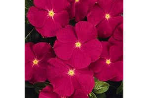 Outsidepride Vinca Periwinkle Rose Garden Flower, Ground Cover, & Container Plants - 2000 Seeds