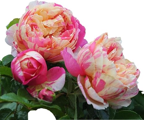 Amazon Co Jp バラ苗 エドゥアールマネ 国産大苗デルバールオリジナル角鉢6号 四季咲き大輪 複色系 フレンチローズ デルバール ホーム キッチン