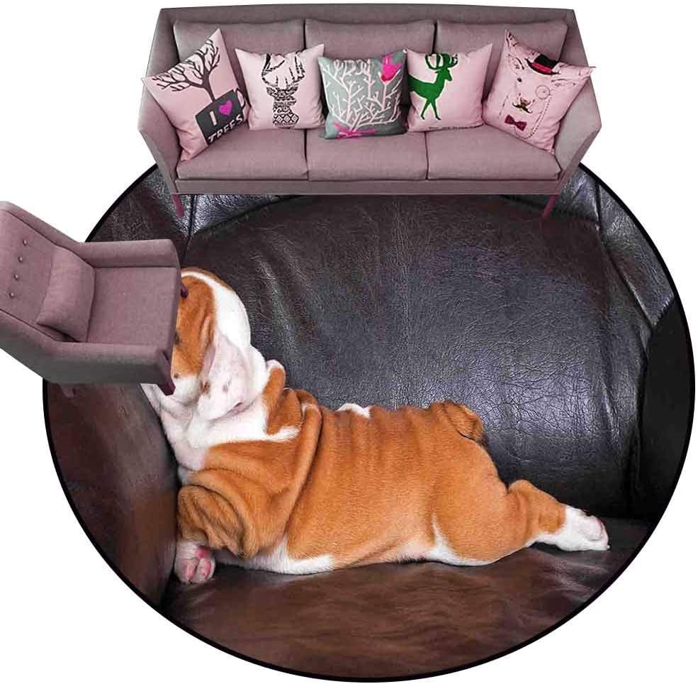 Kids Bedroom Mats Decorative English Bulldog,Puppy Resting on a Sofa Funny Animal Photography Cute Canine,Seal Brown White Brown Diameter 66" Round Non Slip Absorbent Carpet