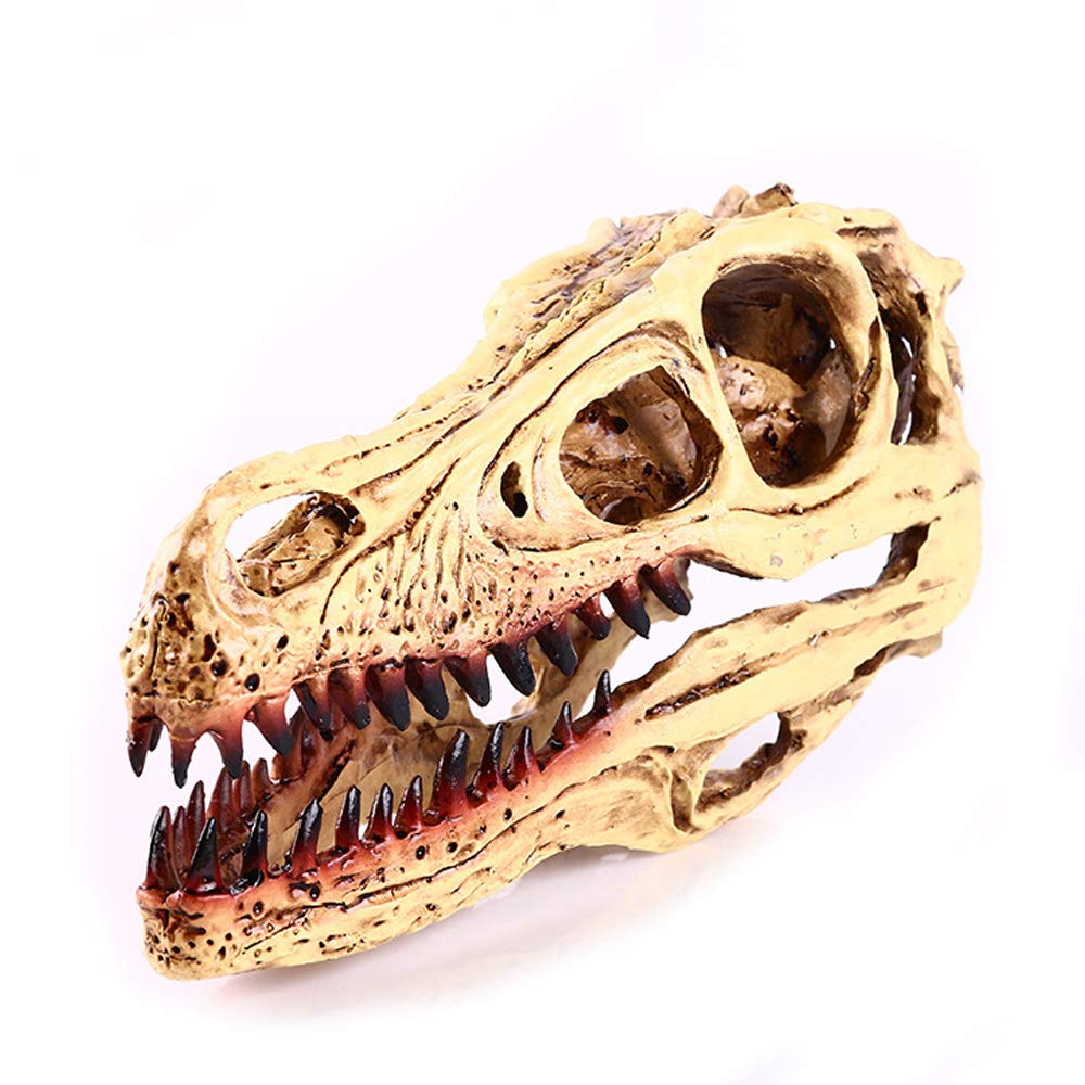 VOANZO Resin Velociraptor Skull Model Replica, Dinosaur Tooth Skull Fossil, Photography Props Teaching Tool Home Ornament
