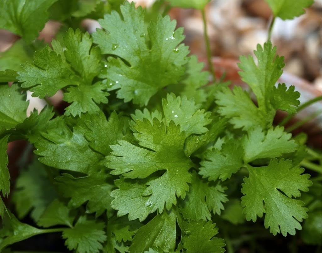 Highly Aromatic Coriander (Coriandrum sativum L.) Herbal Plant Seeds