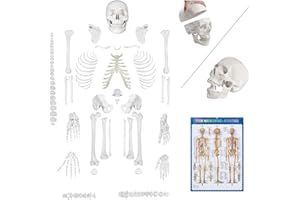 breesky Disarticulated Human Skeleton Model for Anatomy Life Sized Anatomical Model 23 Intervertebral Discs 3 Part Skull with Movable Jaw Articulated Hand & Foot Includes Colored Poster