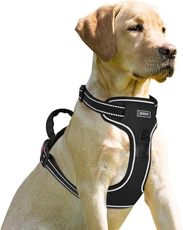 dog walking vest