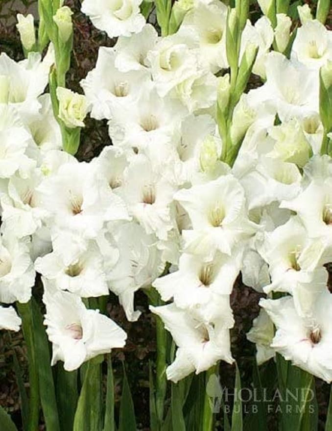 White Gladiolus Value Bag Package Contains 30 Bulbs