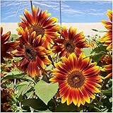Package of 40 Seeds, Little Becka Sunflower (Helianthus annuus) Non-GMO Seeds by Seed Needs