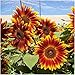 Package of 40 Seeds, Little Becka Sunflower (Helianthus annuus) Non-GMO Seeds by Seed Needs