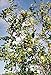 5 JUJUBE CHINESE DATE TREE SEEDS HEALTHY!! #1153