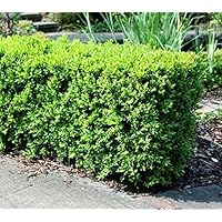 Japanese Boxwood Bush (buxus) - Live Plant - Trade Gallon Pot