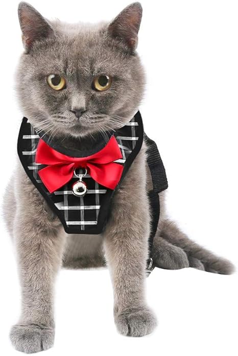 Mnioky Harnais Chat Petit Harnais Chat Petit Chien Laisse Harnais Chaton Reglable Harnai Gilet Respirant Harnais Pour Avec Laisse Elastique S Amazon Fr Animalerie