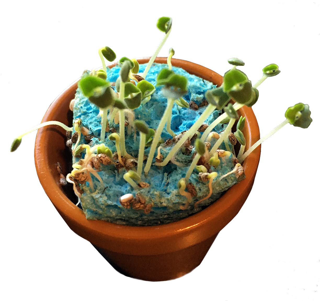 SmartLab Toys TINY Gardening with 20 Enormously Fun Growing Activities. Big Science. Tiny Tools.