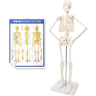 Amazon 暢銷商品 最佳動物解剖學模型