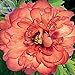 New 'Kopper Kettle' Orange Peony Tree, 5+ Seeds