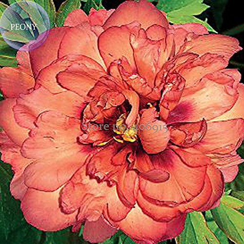 New 'Kopper Kettle' Orange Peony Tree, 5+ Seeds