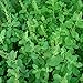 Holy Kaprao Basil Seeds (Ocimum sanctum) 100+ Rama Tulsi Basil Rare Medicinal Herb Seeds in FROZEN SEED CAPSULES for the Gardener & Rare Seeds Collector - Plant Seeds Now or Save Seeds for Years