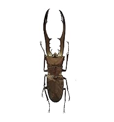 Real Stag Beetle Specimen Taxidermy Artwork