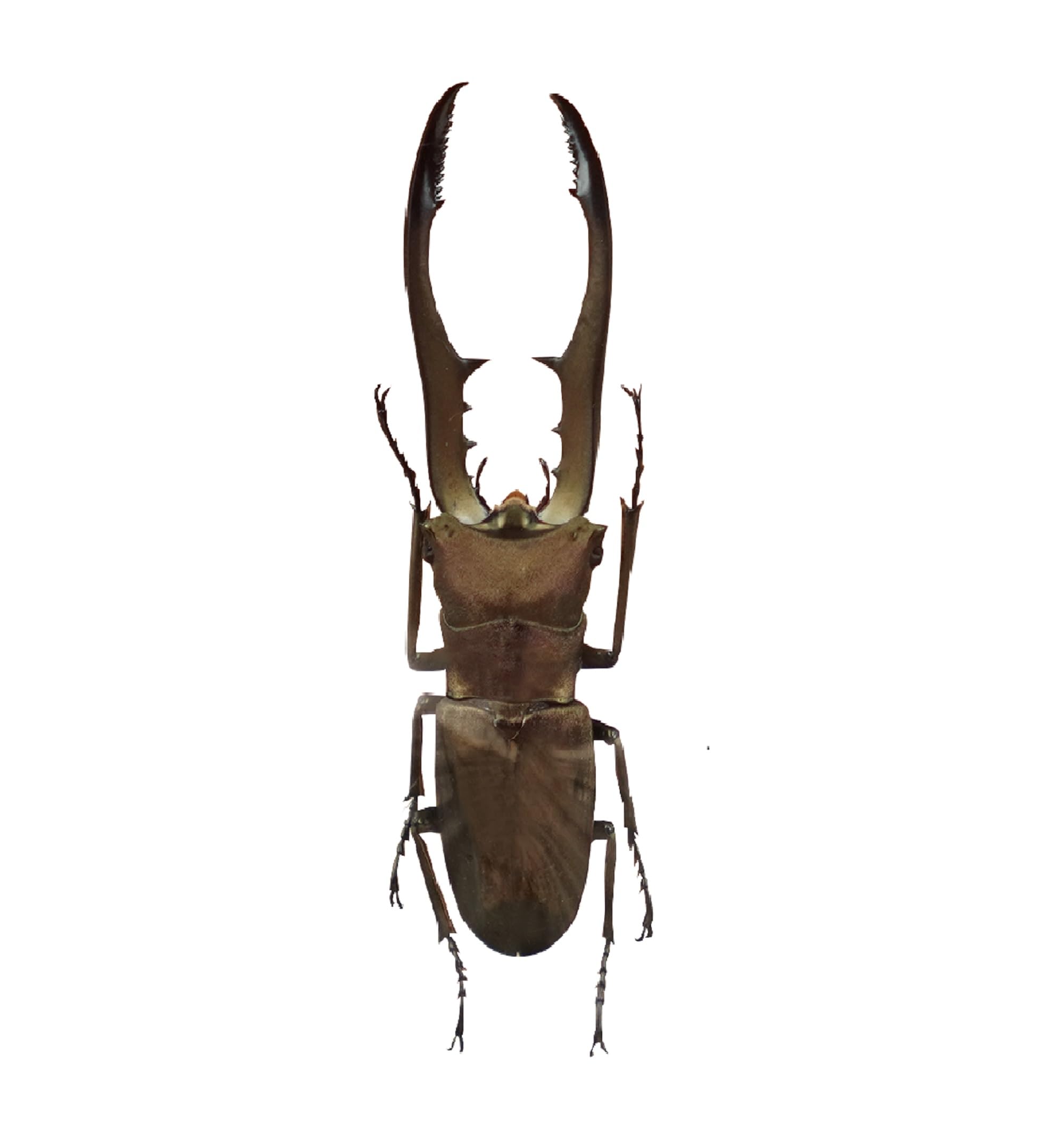 Real Stag Beetle Specimen Taxidermy Artwork