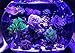 ABI LED Aquarium Light Bulb, 23W Blue and White PAR38