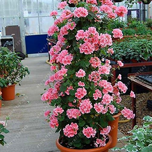 Seeds Shopp - 100 pcs/bag bonsai climbing geranium seed, rare potted flower seeds, courtyard & balcony outdoor plant for home garden Cheap!