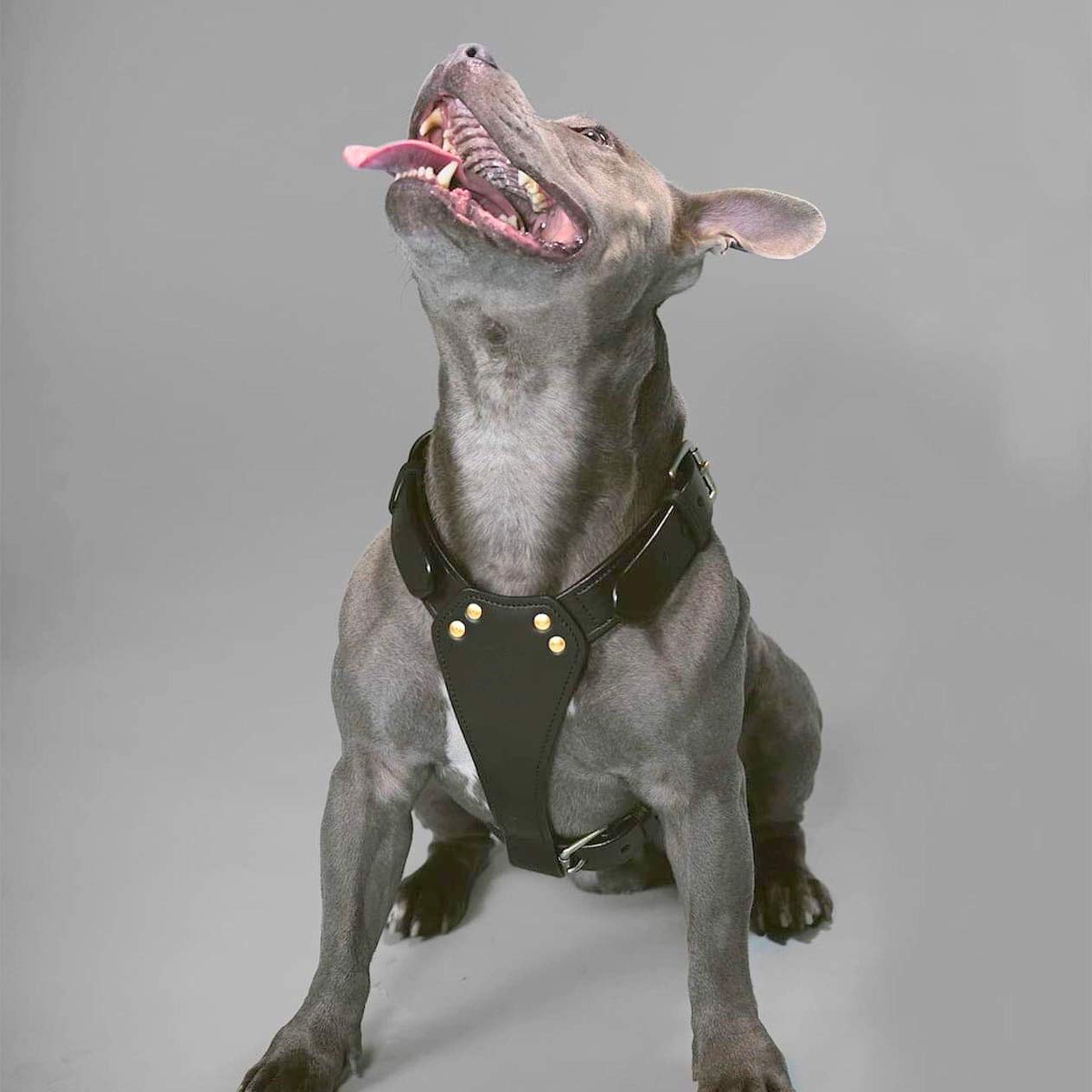 TUGBY XS/S/M/L/XL/XXL Dog Leather Harness Sets with Matching Dog Lead (Black, L)