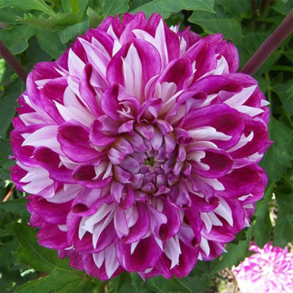 Blessing of Peace Dahlia Tubers(2Bulbs) Flower,Dahlia Tubers/Dahlia Roots/Red and Dark Purple Petals Intertwine,Symbol of Peace