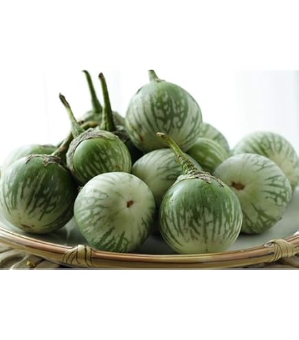 Thai Green Round Eggplant Seeds - Heirloom Variety - Approx. 50 Seeds (250mg) - USA Grown