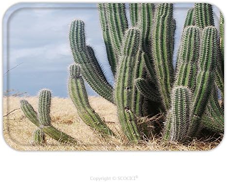 Flannel Microfiber Non-slip Rubber Backing Soft Absorbent Doormat Mat Rug Carpet Yatu Cactus Found In The Dessert Area Of Aruba 490674262 for Indoor/Outdoor/Bathroom/Kitchen/Workstations