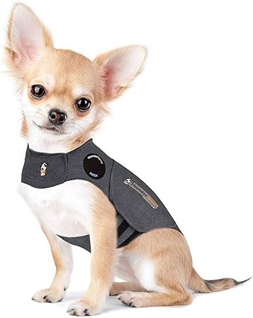 english staffy x border collie