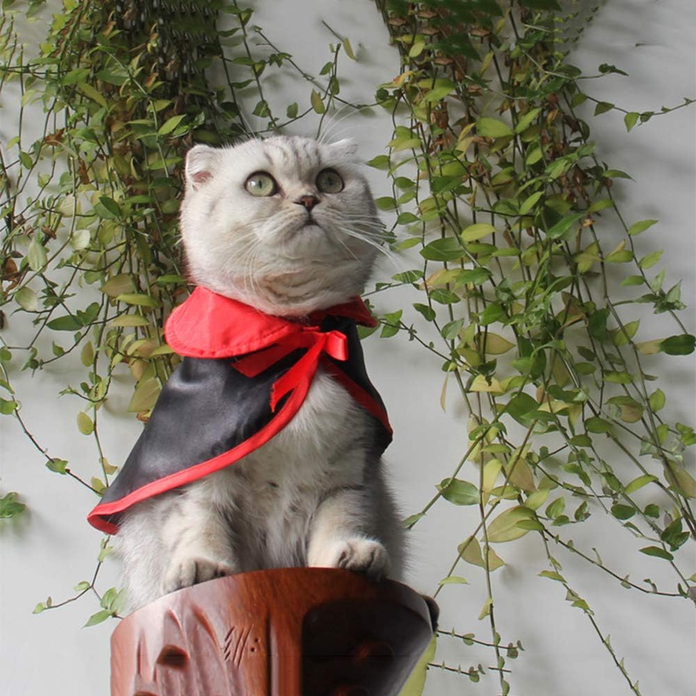 cat vampire costume