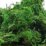 Byher 92926 Preserved Forest Moss, Fresh Green, 8oz (200 cubic inch)